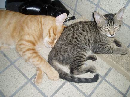 ずり落ちたジュダにいちゃん