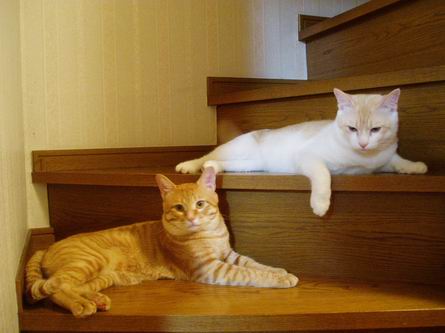 にゃんちゃんず