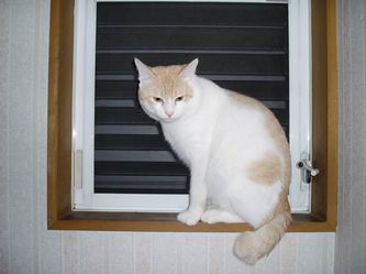 ミーちゃんin額縁