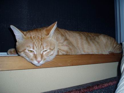 物思いに耽る？