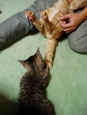 しっぽで遊ぶのだ