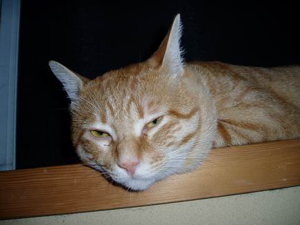 けだるい・・・