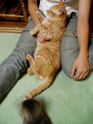 しっぽがおもちゃ