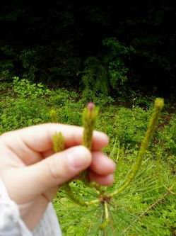 ベイビーまつぼっくりっ