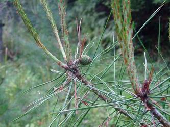 おにいさん松ぼっくり
