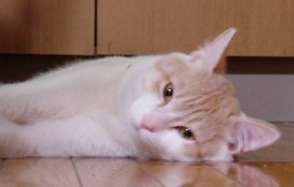 立つ気ナシっす