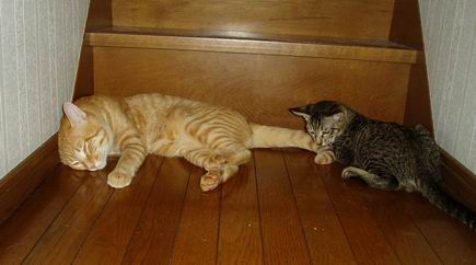 ほんっとに仲良しだねぇー