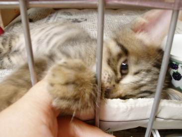 じゃれじゃれ～♪