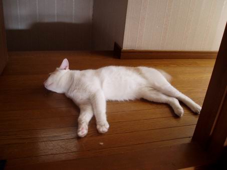 夏の行き倒れミーちゃん