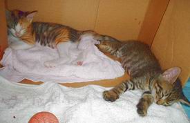 すぴすぴｚｚｚ