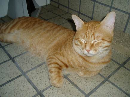 とことん眠そう