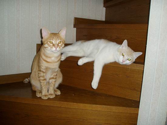 今日のおふたかた