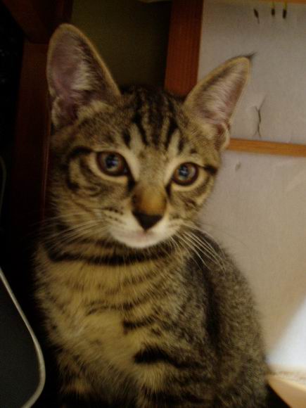 凛々しいまなざし