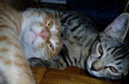 さむーくなれるどー