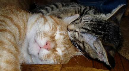 おにいちゃんペロペロ