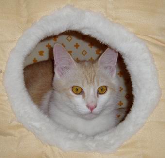 １月ごろのみーちゃん