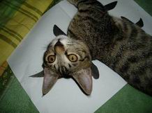 ジャマかしら？