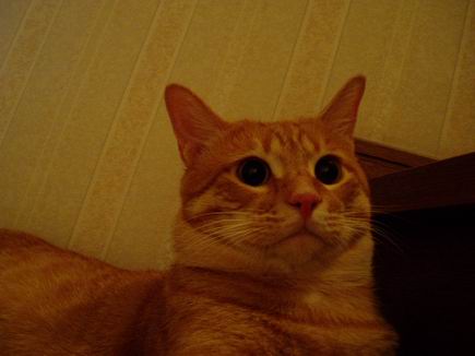 きゃわゆ～いっ