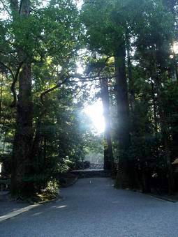 伊勢神宮の古木