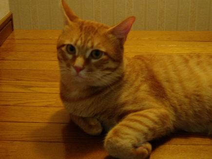 美味しいにほいがするぅ