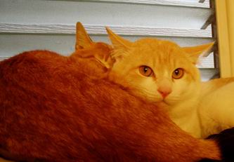 ううう、カワユイっ