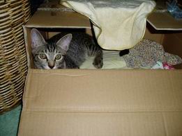 ダヤンのおうち？！