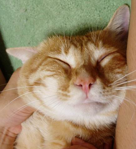 脱走疑惑ジュダ