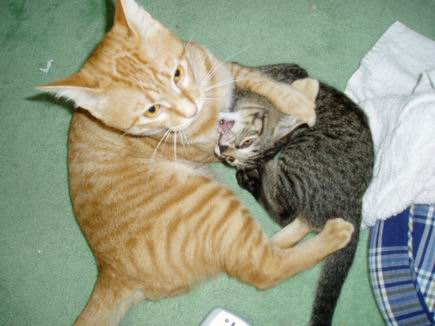 お兄ちゃんとじゃれる