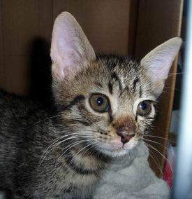 どんどん男前になってきたのだ