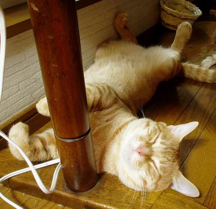 すごいお昼寝！！