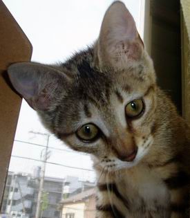 らてお姉ちゃん