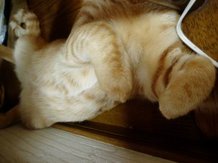 熟睡中のあんよ