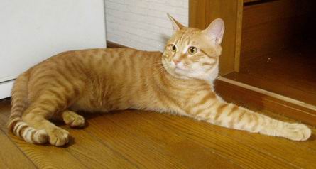 きゃわゆいっ　ジュダっぺ