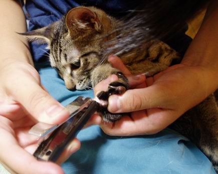 大人しく爪きられる