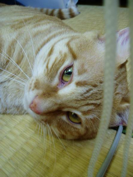 ちょ～らぶり～