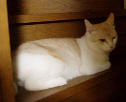 近づくミルミル