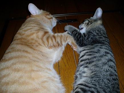 せっせせーのヨイヨイヨイっ