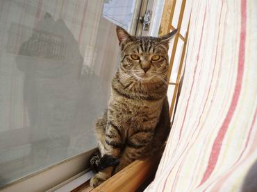 なにかごよう？