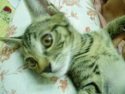 ちびちゃんだらりん