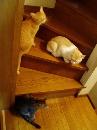 3にゃん揃った！