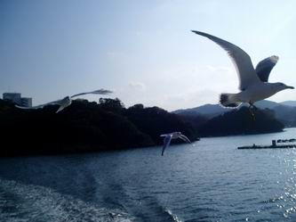 ユリカモメがわんさかっ！