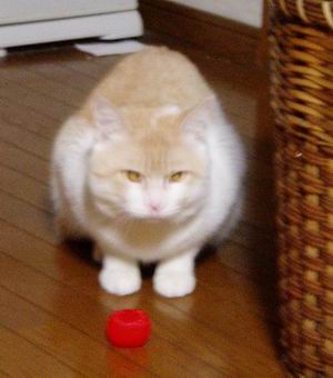 みーちゃんとリンゴ