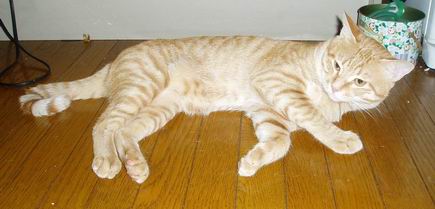 いつもとおなじに