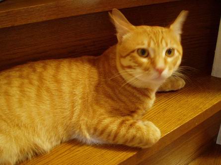 のんびりジュダ