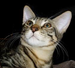 ちびたとちゃう、れおだもんっ