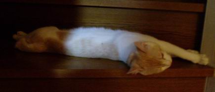 ミルもリラックス