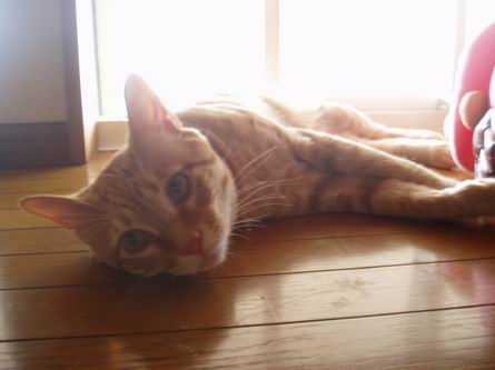 だらりんジュダ