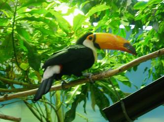 この子もオサカナ？