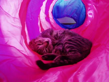 しゃかしゃかトンネルの中