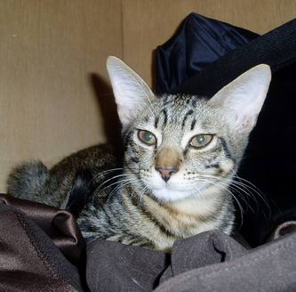 凛々しいぞっ♪